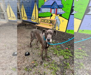 Great Dane Dogs for adoption in Bullard, TX, USA