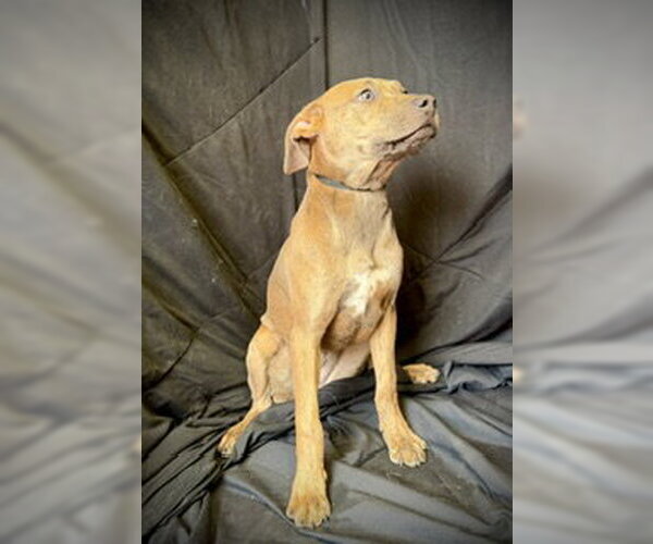 Medium Photo #2 Black Mouth Cur-Catahoula Leopard Dog Mix Puppy For Sale in Pleasanton, TX, USA