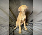 Small #1 Black Mouth Cur-Catahoula Leopard Dog Mix