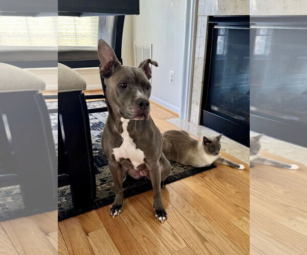 Medium Photo #6 American Pit Bull Terrier Puppy For Sale in Alexandria, VA, USA