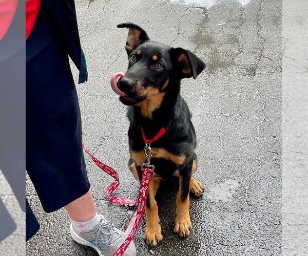 Medium Photo #4 Mutt Puppy For Sale in Canton, CT, USA