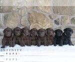 Small Photo #2 Labrador Retriever Puppy For Sale in MIFFLINTOWN, PA, USA