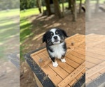 Small #5 Miniature Australian Shepherd