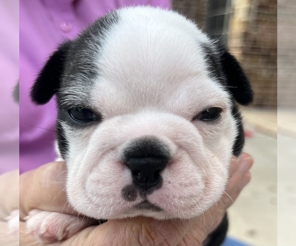 Medium Photo #4 Boston Terrier Puppy For Sale in BURLESON, TX, USA