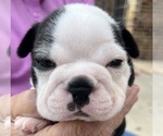 Small #3 Boston Terrier