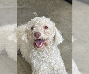 Poodle (Miniature) Puppy for sale in EXETER, CA, USA