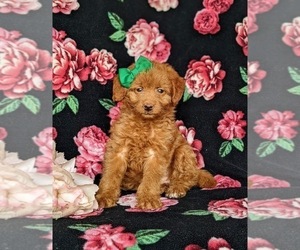 Double Doodle Puppy for sale in NOTTINGHAM, PA, USA