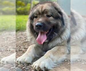 Mother of the Caucasian Shepherd Dog puppies born on 06/24/2022
