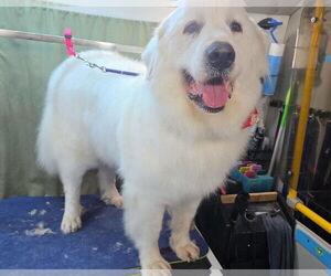 Great Pyrenees Dogs for adoption in Martinsburg, WV, USA