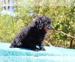 Small #11 Poodle (Toy)