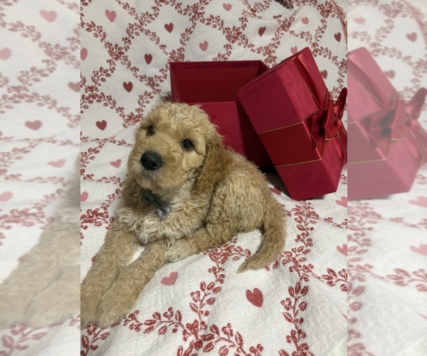 Medium Photo #1 Goldendoodle Puppy For Sale in HONEY GROVE, TX, USA