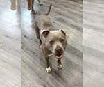 Small #38 American Staffordshire Terrier Mix