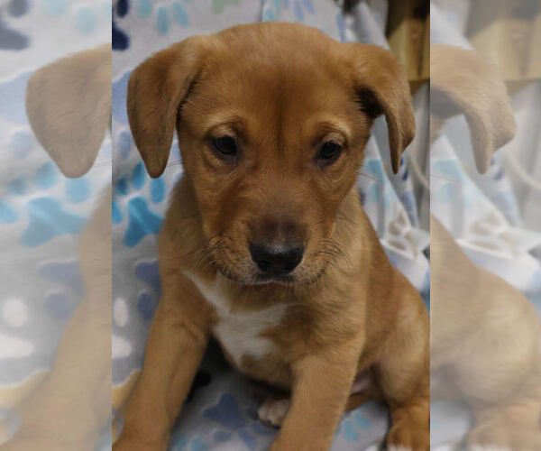 Medium Photo #3 Shepradors Puppy For Sale in Princeton, MN, USA