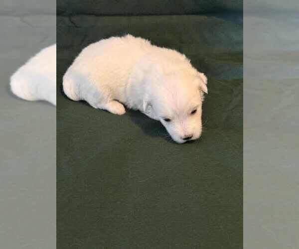 Medium Photo #3 Coton de Tulear Puppy For Sale in TIMBER, OR, USA