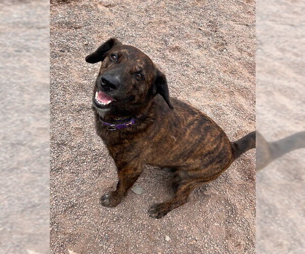 Medium Photo #9 American Pit Bull Terrier-Unknown Mix Puppy For Sale in Webster, WI, USA