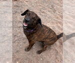 Small #8 American Pit Bull Terrier Mix