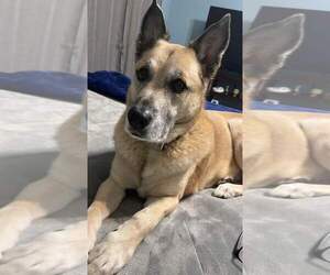 Sarge Tennis Pro - Male German Shepherd Dog-Unknown Mix Dog for Adoption - Photo #2