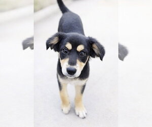 Black and Tan Coonhound-Unknown Mix Dogs for adoption in San Diego, CA, USA
