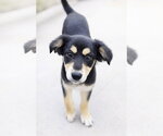 Small Black and Tan Coonhound Mix
