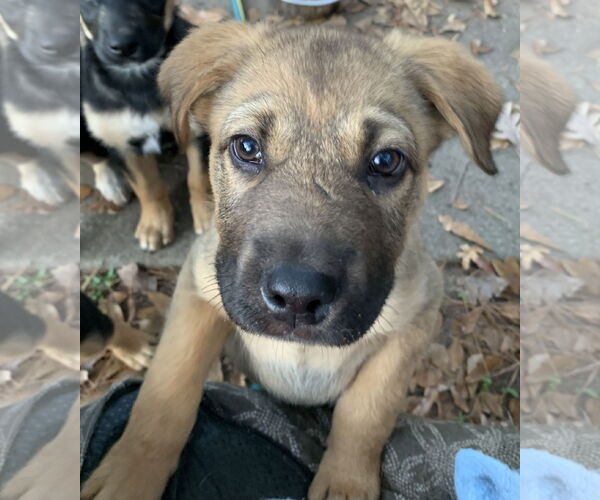 Medium Photo #1 Labrador Retriever-Unknown Mix Puppy For Sale in The Woodlands, TX, USA