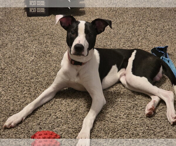 Medium Photo #3 Labrador Retriever-Unknown Mix Puppy For Sale in The Woodlands, TX, USA