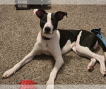 Small #2 Labrador Retriever Mix
