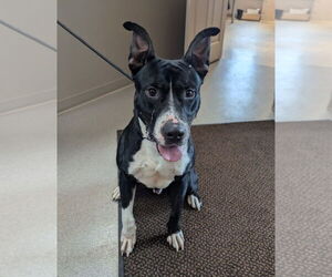 Staffordshire Bull Terrier-Unknown Mix Dogs for adoption in La Porte, IN, USA