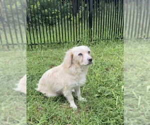 Golden Cocker Retriever Dogs for adoption in Mooresville, NC, USA