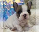 Puppy Abbi French Bulldog