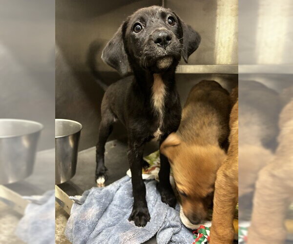 Medium Photo #1 Labrador Retriever-Unknown Mix Puppy For Sale in Waco, TX, USA