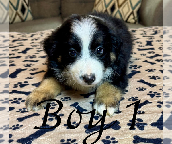 Medium Photo #6 Australian Shepherd Puppy For Sale in SALISBURY, NC, USA