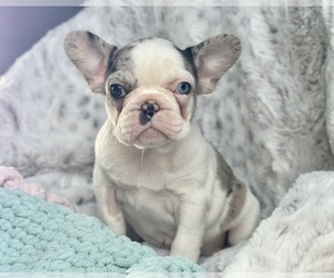 French Bulldog Puppy for sale in COLORADO SPRINGS, CO, USA