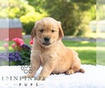 Small #4 Golden Retriever