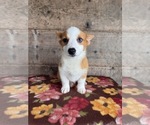 Small #10 Pembroke Welsh Corgi
