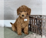 Small #1 Goldendoodle