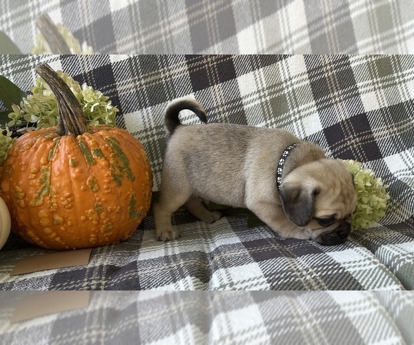 Medium Photo #4 Puggle Puppy For Sale in ELKTON, VA, USA