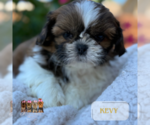 Small #3 Shih Tzu