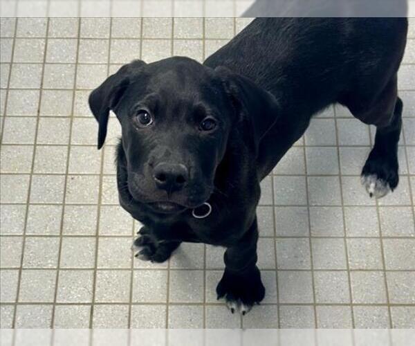 Medium Photo #1 Great Dane-Labrador Retriever Mix Puppy For Sale in Fort Collins, CO, USA