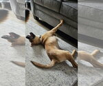 Small #3 Labrador Retriever Mix