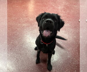Colonial Cocker Spaniel-Unknown Mix Dogs for adoption in Fargo, ND, USA