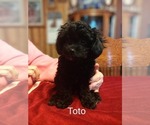 Puppy Toto Papillon-Poodle (Toy) Mix