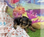 Small #7 Yorkshire Terrier