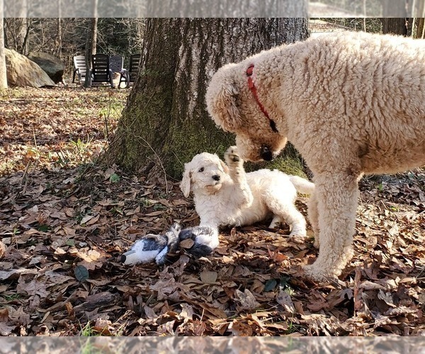 Medium Photo #4 Goldendoodle Puppy For Sale in ATHENS, GA, USA