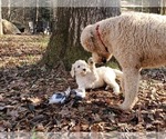 Small Photo #4 Goldendoodle Puppy For Sale in ATHENS, GA, USA