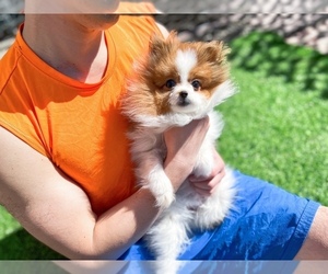Pomeranian Puppy for sale in ASTORIA, NY, USA