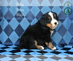 Small Photo #18 Bernese Mountain Dog Puppy For Sale in HARRISONBURG, VA, USA