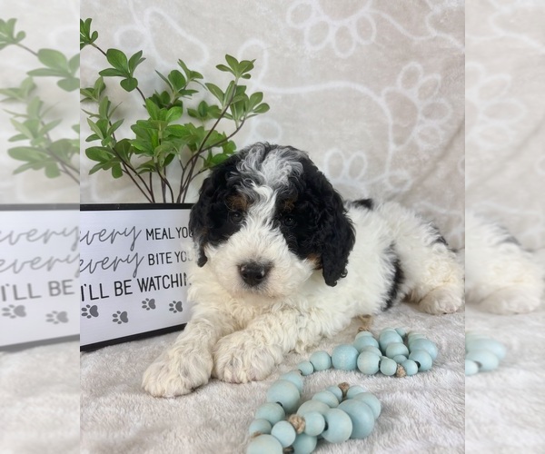Medium Photo #5 Bernedoodle (Miniature) Puppy For Sale in INDIANAPOLIS, IN, USA