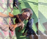Small Photo #29 Doberman Pinscher Puppy For Sale in LUTZ, FL, USA