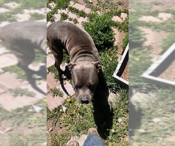 Medium Photo #3 American Pit Bull Terrier Puppy For Sale in Chama, NM, USA