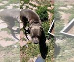 Small #2 American Pit Bull Terrier